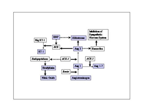 Hormones Of The Cardiovascular System Endotext Ncbi Bookshelf