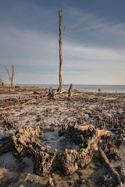 Premium Photo Driftwood At Beach Against Sky