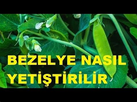 Bezelye Nasıl Yetiştirilir Nasıl Ekilir Ne Zaman Ekilir Hangi