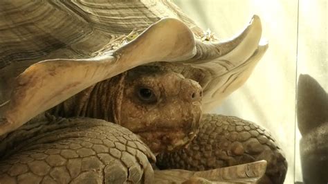 Она СПИТ, а он БДИТ! Черепаший король охраняет сон своей королевы ...