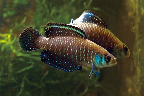 Killifish Tropical Fish Exporter Jy Lin Trading