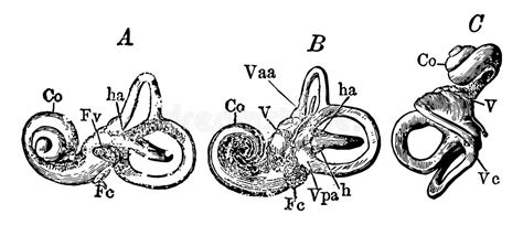 252 Vintage Ear Drawing Stock Photos Free And Royalty Free Stock Photos