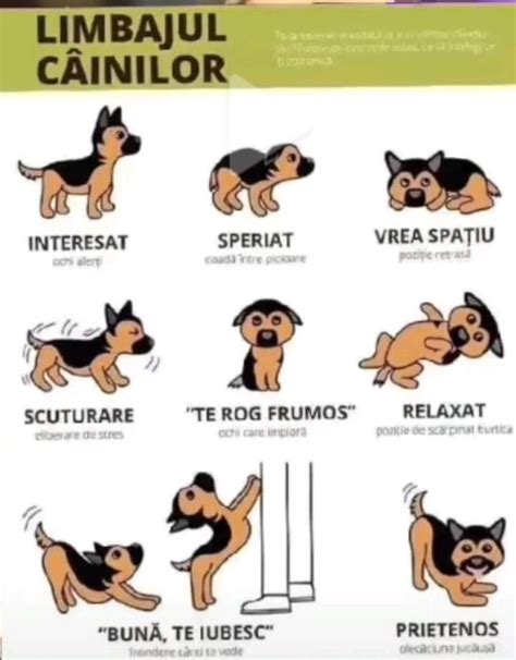 Pin Di Amalya Su Pinuri Create De Tine Linguaggio Corporale Del Cane