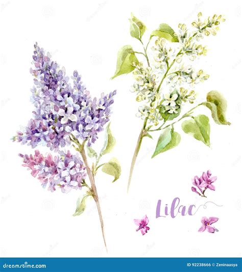 Watercolor Lilac Flowers Stock Illustration Illustration Of Nature