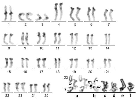 Genes Free Full Text Multiple Chromosome Fissions Including That Of The X Chromosome In