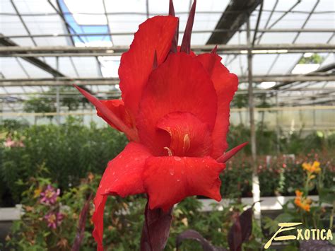 Canna Red Velvet Plantencentrum Exotica