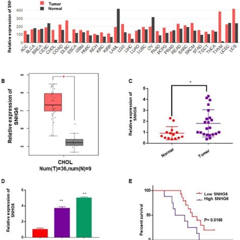 SNHG6 Was Overexpressed In CCA Tissues And Cells And Associated With