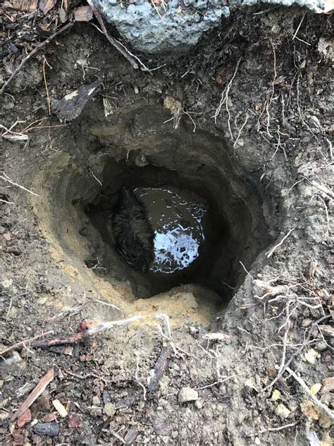 Helpless Skunks Rescued From Muddy Hole In Oakland Yard - The Dodo