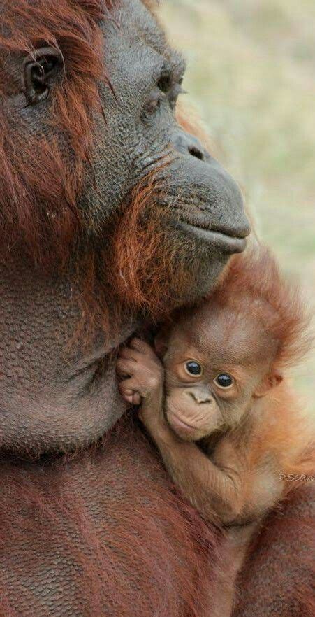 Pin by Merrick Moses on Primates & Great Apes | Baby orangutan ...