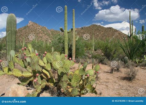 Sonora Wüste Saguaro Nationalpark Arizona Stockfoto Bild Von