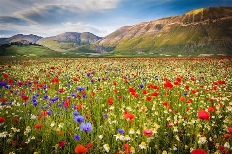 Au cœur de lItalie ces champs de fleurs colorés sont un véritable