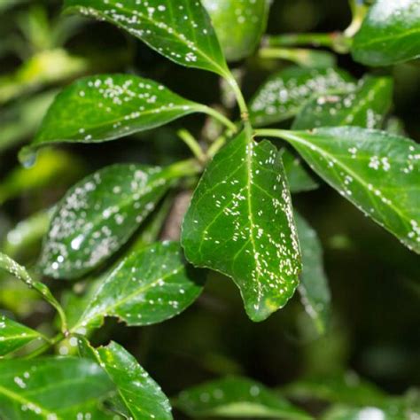 Plagas En Plantas La Cochinilla Algodonosa Nucleo Jardin