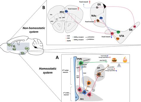 Frontiers Appetite Regulation Of TLR4 Induced Inflammatory Signaling