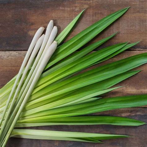 Lemongrass 12 Amazing Uses For Lemongrass Lemongrass Is A Fragrant