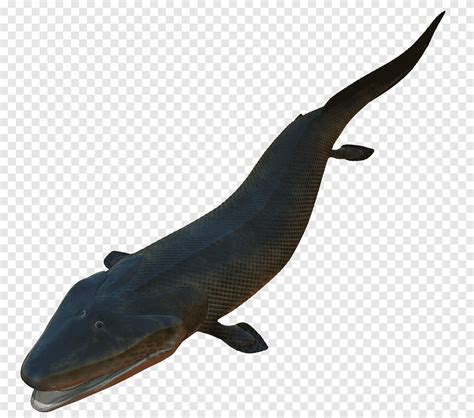 Late Devonian Extinction Amphibian Tiktaalik Evolution Sarcopterygii