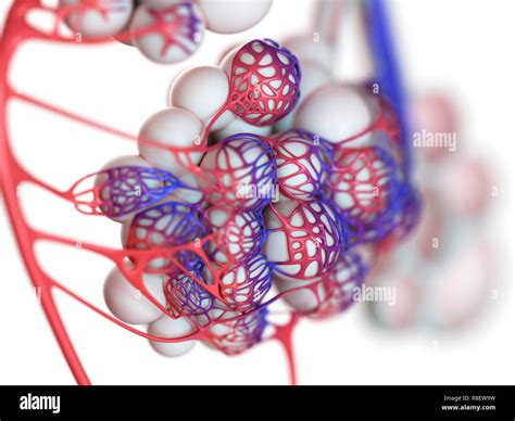 Illustration Of The Human Alveoli Stock Photo Alamy