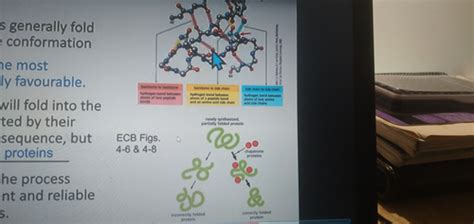 BIO130 LECTURE SECTION 1 Flashcards | Quizlet