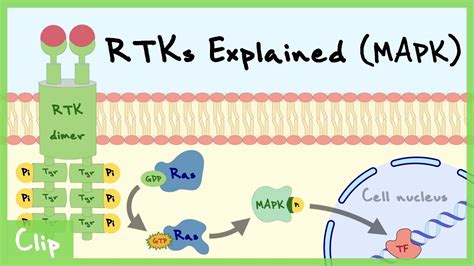 Mapk Pathway Of Receptor Tyrosine Kinase Explained Clip Youtube