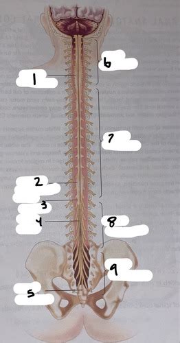 Lab Nerves Flashcards Quizlet