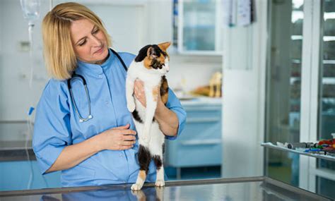 Exame de Raio X Pet HOSPVET Clínica Veterinária em Londrina