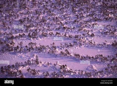 Winter Morning on the Taiga in Western Siberia Untouched forestland ...