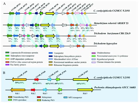 The Putative Biosynthetic Gene Clusters For Coprogen And Radicicol In