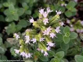 Origanum Majorana Marjolaine