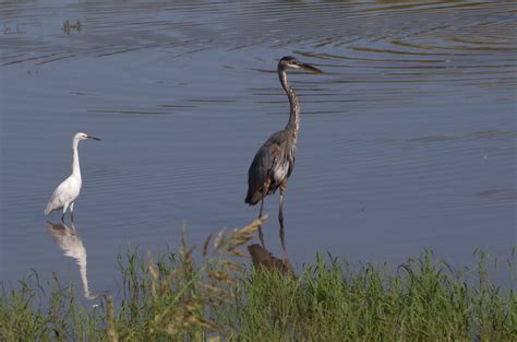 Black Heron This Was The Only Black Hereon In The Group B Flickr