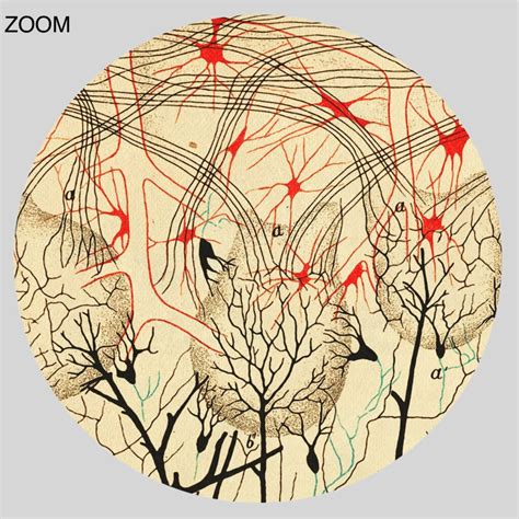 Printable Nerve Cells Drawing By Camillo Golgi And Santiago Ramon Y Cajal