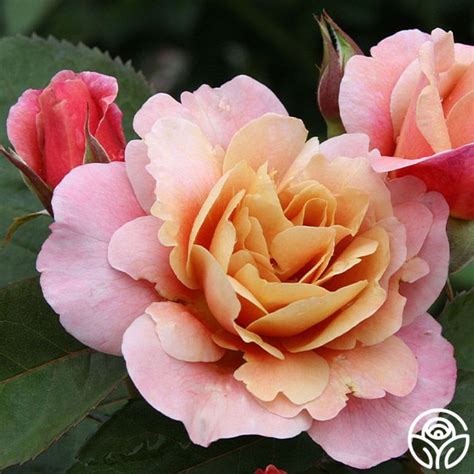 Distant Drums Roses Have Gorgeous Blooms With A Sweet But Woodsy Scent