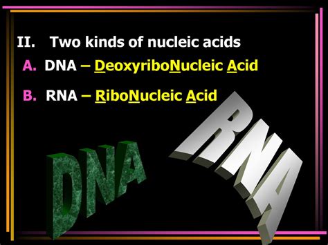 Nucleic Acids Gt Biology Ppt Download