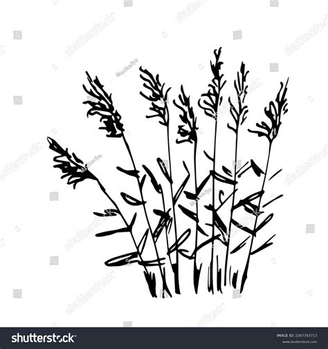 Simple Black Outline Vector Drawing Thickets Stock Vector Royalty Free