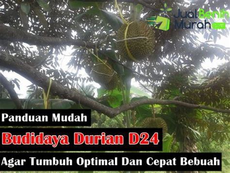 Cara Tanam Durian Musang King Manda Dominguez