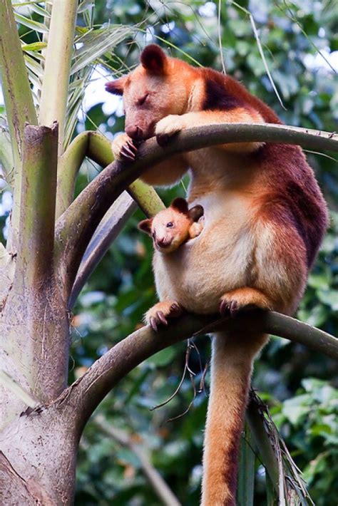 Tree Kangaroo In 2020 Marsupial Kangaroo Australian Native Animals