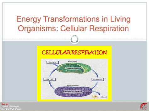 Energy Transformations In Living Organisms Cellular Respiration Ppt