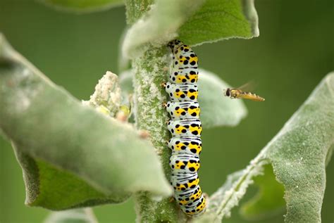 La Chenille De La Brèche Cucullia Verbasci La Chenille A Flickr