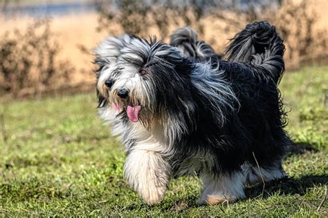 Rasse Des Monats Bearded Collie Vdhde