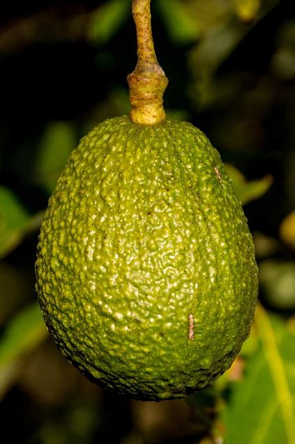 Palta Fruta Saludable Foto Gratis En Pixabay