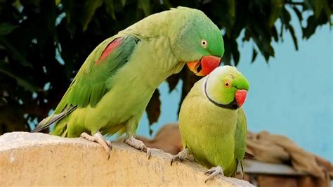 Alexandrine Parrot Feeding Indian Ringneck Parrot Youtube