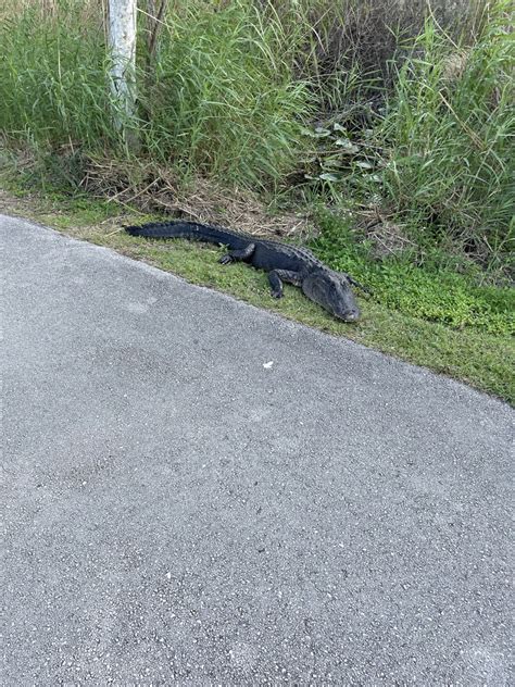 American Alligator From Miami Dade County FL USA On December 23 2023