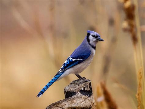 Blue Jay Nesting (Complete Guide) | Bird Fact