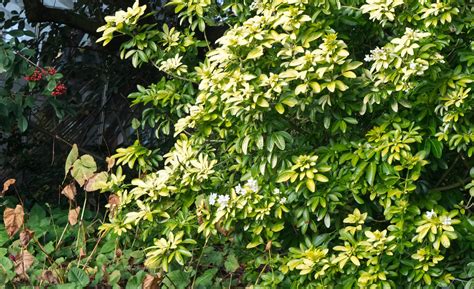 Choysia Ternata Choisya Ternata Rhs Agm The Rhs Award Of G Flickr