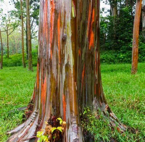 Rainbow Gum Eucalyptus Deglupta Unique Ornamental Tree 10 Etsy