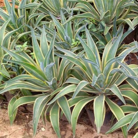 Baru Koleksi Tanaman Hias Agave Siklok Pohon Siklok Agave Lazada