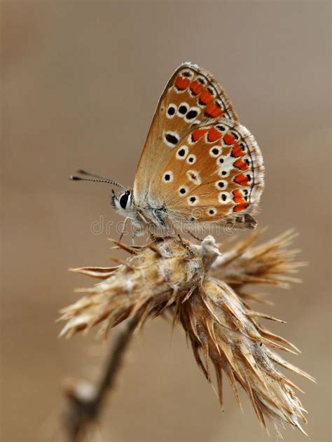 Bruine Argus Vlinder Stock Foto Image Of Insect Flora