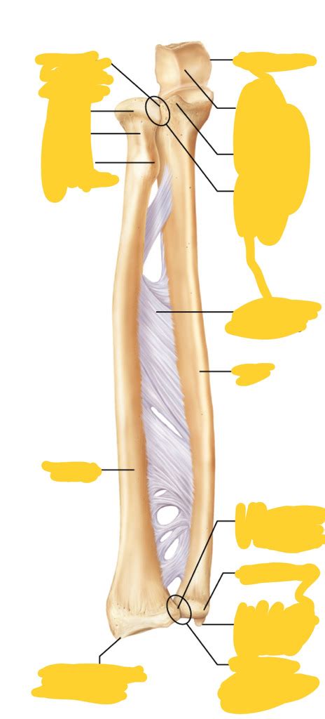 Forearm Diagram Quizlet