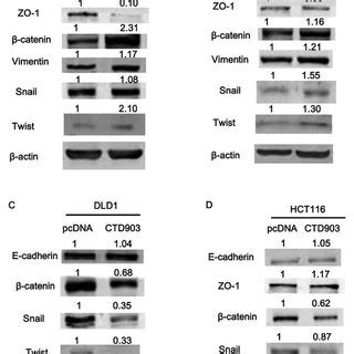 Ctd Inhibits Wnt B Catenin Signaling And Affected Expression Of