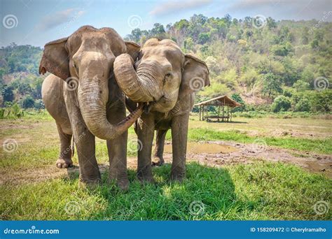 Two Happy Asian Elephants Being Affectionate With Each Other In