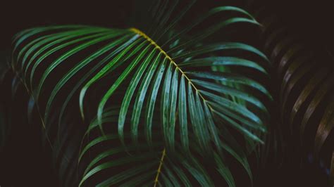 28 Tropical Leaf Wallpapers - Wallpaperboat