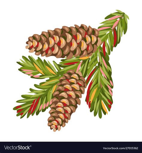 Spruce Branch With Fir Cones Royalty Free Vector Image